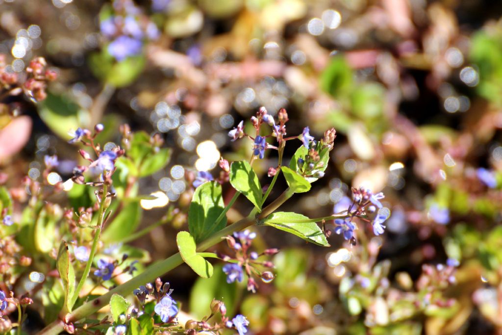 Veronica beccabunga